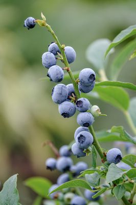 Lowberry Heidelbeere Little Blue Wonder