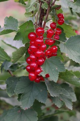 Lowberry Rote Johannisbeere, Zwergjohannisbeere 'Ribiseli Rotelli' Ribes rubrum
