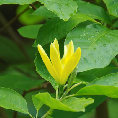 Magnolie 'Daphne', Magnolia, Gelbe Magnolie