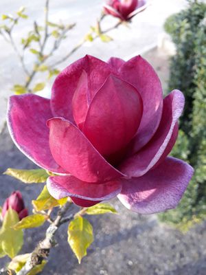 Magnolia 'March Til Frost', Magnolia x soulangiana