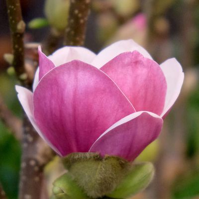 Magnolie 'Satisfaction', Magnolia  soulangeana, Tulpenmagnolie