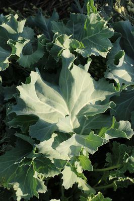 Meerkohl 'Caramba White', Crambe maritima 'Caramba White' - Bltter