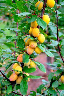 Mirabelle 'Miroma', Prunus domestica