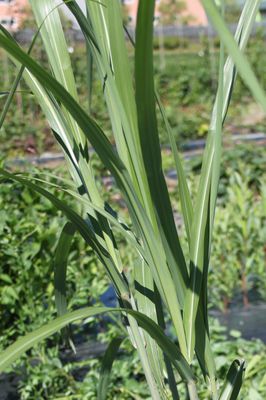 Miscanthus giganteus 'Aksel Olsen'