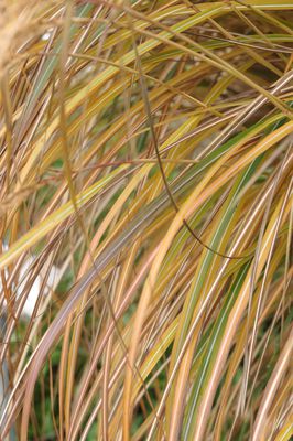 Miscanthus sinensis 'Adagio' niedriges Chinaschilf 'Adagio' Im Herbst