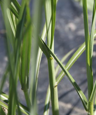 Miscanthus sinensis 'Sirene' 