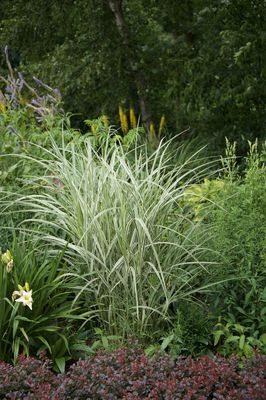 Miscanthus sinensis 'Variegatus' Weissbuntes Chinaschilf 'Variegatus'