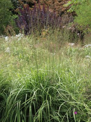 Molinia caerulea Karl Foerster Lubera