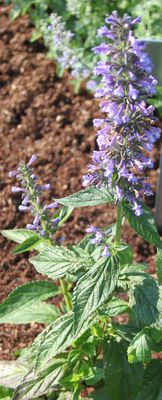 Nepeta kubanica