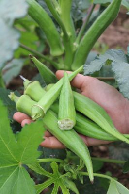 Okra 'Santa Cruz', Abelmoschus esculentus 'Santa Cruz'