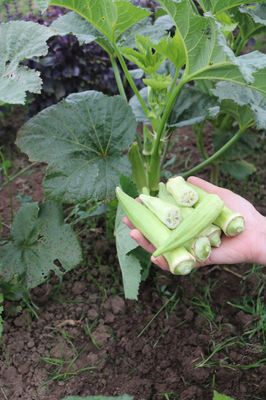 Okra 'Silver Queen', Abelmoschus esculentus 'Silver Queen'