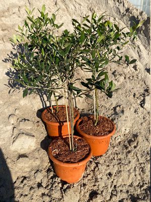 Olivenbaum 'Leccino' (Olea europea) Stämmchen im 2 L Topf