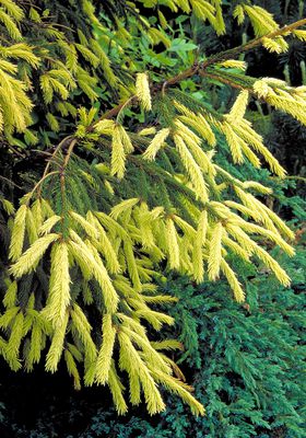 Orientalische Gold-Fichte 'Aurea' Picea orientalis 'Aurea'