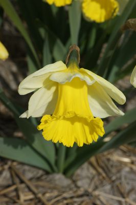osterglocke 'Holland Sensation' (Narcissus 'Holland Sensation'