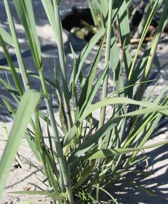 Panicum virgatum 'Cloud Nine'