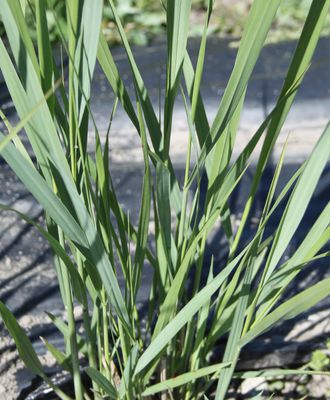 Panicum virgatum 'Northwind'