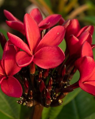 Plumeria 'Cardinal', Frangipani rubra