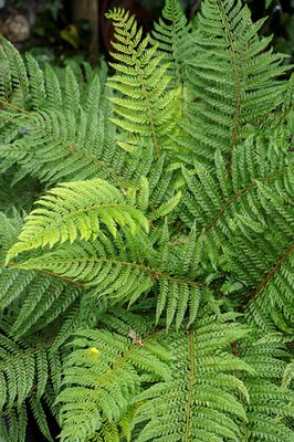 Polystichum setiferum 'Proliferum' Schmaler Filigran-Farn 'Proliferum'