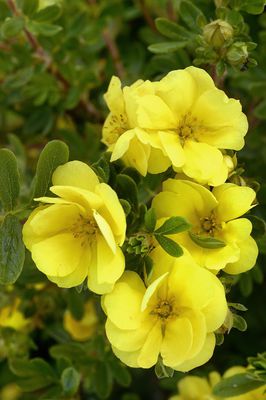 Fingerstrauch Potentilla fruticosa Double Punch Gold