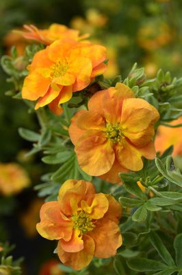 Fingerstrauch Potentilla fruticosa Double Punch Tango