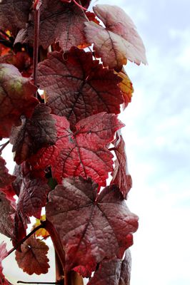 Purpur-Rebe 'Purpurea' (Vitis vinifera 'Purpurea')