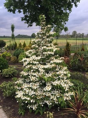 Pyramiden-Schneeball 'Kilimandjaro' (Viburnum plicatum)