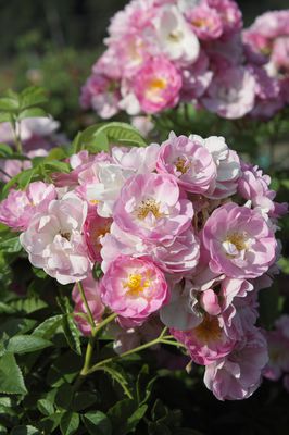 Ramblerrose 'Blush Rambler'