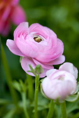 Ranunculus asiaticus 'Aviv' rosa