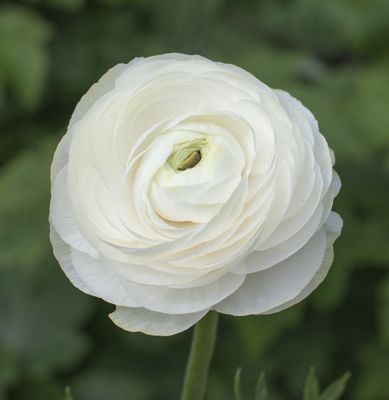 Ranunculus asiaticus 'Aviv' weiss