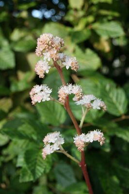 Rodgersia henrici, Schaublatt