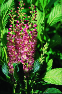 Rosa Zimterle, Silberkerzenstrauch 'Ruby Spice' (Clethra alnifolia 'Ruby Spice')