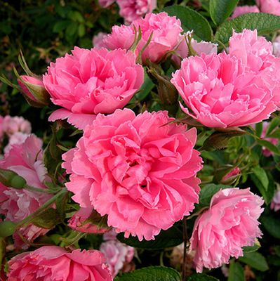 Rosa rugosa Pink Grootendorst