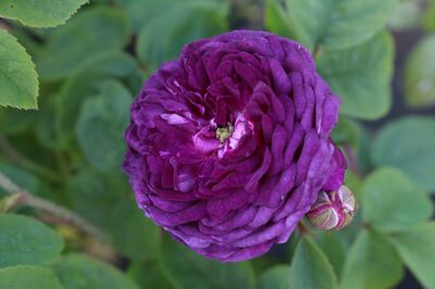 blaue Rosen kaufen, Historische Rose 'Cardinal de Richelieu'