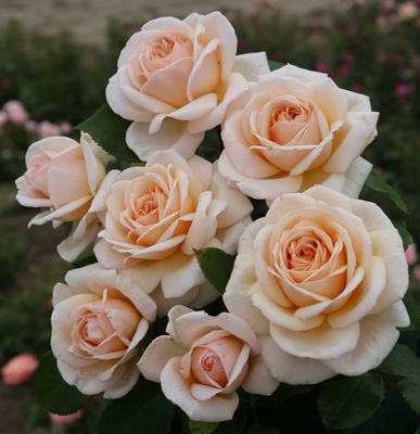 Rose 'Courage'®