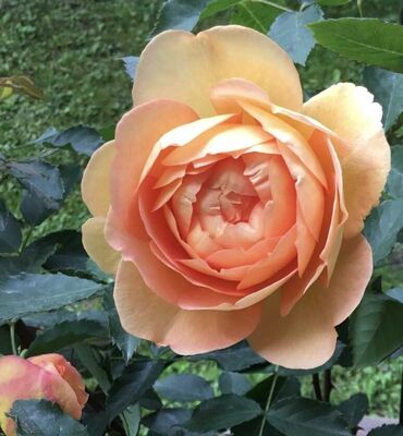 Rose Lady of Shalott