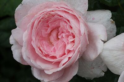 Rosa Rosen