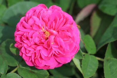 Warum duften Rosen? – Die Geheimnisse hinter Duftrosen
