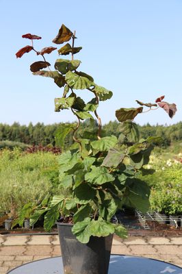 Corylus avellana 'Red Majestic' Rotblttrige Korkenzieherhasel 'Red Majestic'