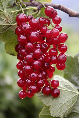 Rote Johannisbeeren schneiden