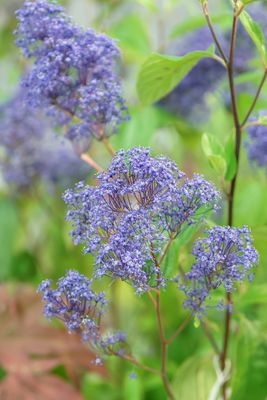 Sckelblume 'Marie Bleu' Ceanothus delilianus 'Marie Bleu'