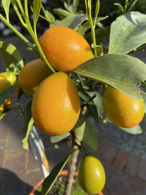 Kumquat Fortunella margerita Nordmann Seedless