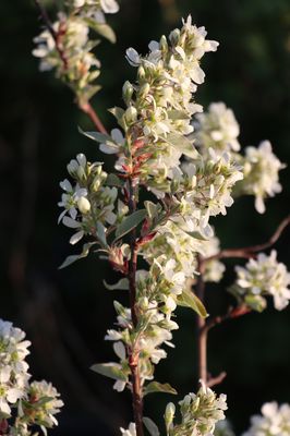 Saskatoon Beere 'Saskadwarf' (Amelanchier alnifolia 'Saskadwarf')