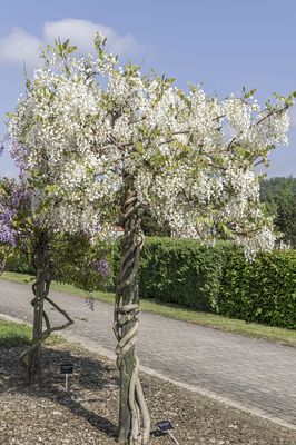 Seiden-Blauregen 'Shiro-kapitan' Wisteria brachybotrys 'Shiro-kapitan'