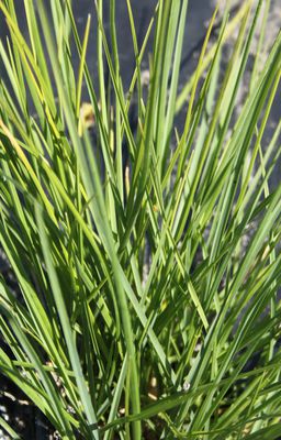 Sesleria autumnalis