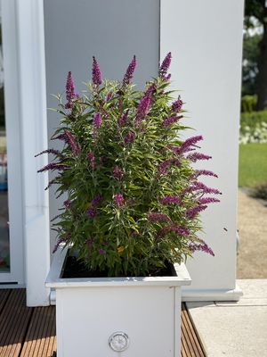 Sommerflieder 'Butterfly Tower' Buddleja davidii 'Butterfly Tower'