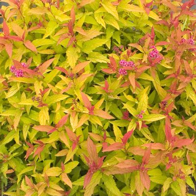 Spierstrauch 'Double Play Gold' Spiraea japonica 'Double Play Gold'