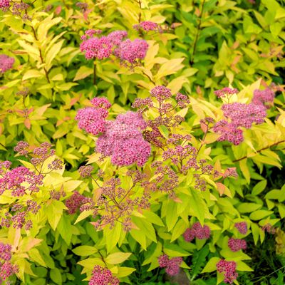 Spiraea japonica Goldflame Gelbe Sommerspiere