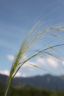 Stipa capillata