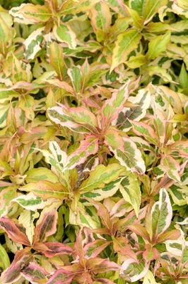 Weigela florida 'My Monet Sunset' Weigela florida 'My Monet Sunset'