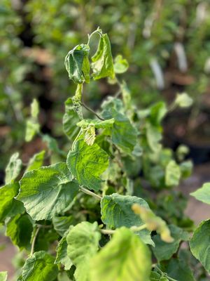 Zierhasel 'Twister', Corylus avellana 'Twister'